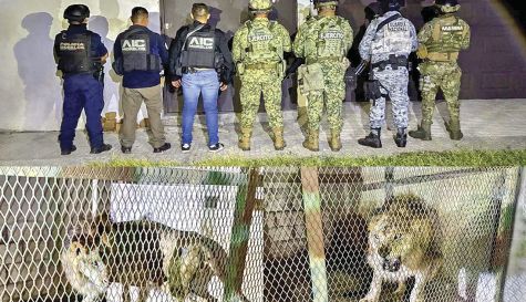 Localizan león africano enjaulado y con desnutrición en Tequesquitengo