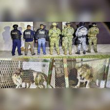 Localizan león africano enjaulado y con desnutrición en Tequesquitengo