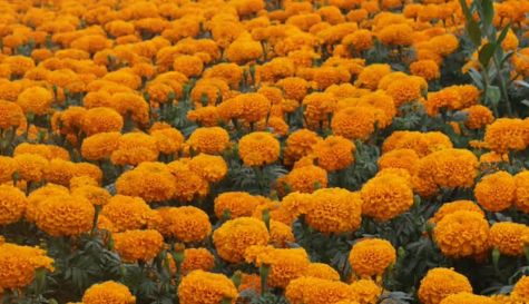 Cempasúchil en Tetela del Monte: Precios y viveros en Cuernavaca