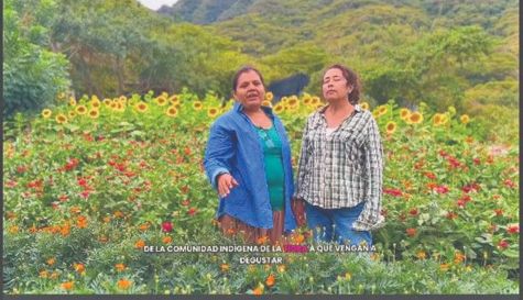 Campos de Cempasúchil en Puente de Ixtla: fechas y reservaciones