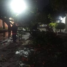 Lluvia y viento derriban enorme rama y bloquean calle en Cuautla Lluvia y viento derriban enorme rama y bloquean calle en Cuautla
