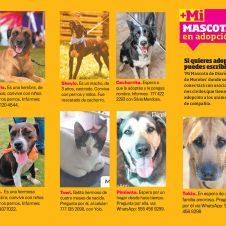 mascotas-a.jpg
