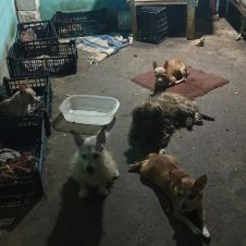 Perros