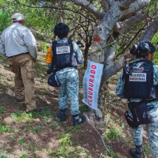 Frenan extracción ilegal de copal en seis hectáreas de Tepalcingo