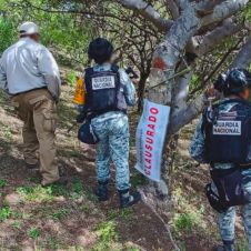 Inspectores de la Procuraduría Federal de Protección al Ambiente (Profepa) detuvieron la extracción ilegal de resina de copal
