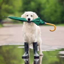 dog-desatre.jpg