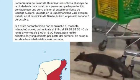 Presencia de zorra gris desata búsqueda frenética en Cancún