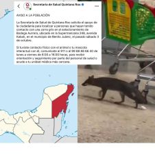 Presencia de zorra gris desata búsqueda frenética en Cancún Presencia de zorra gris desata búsqueda frenética en Cancún