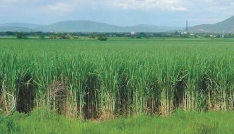 Estos productos representan la base económica y el sustento de miles de familias de trabajadores del campo en la región
