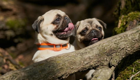 Día del Pug: origen, enfermedades y cuidados de esta raza