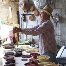 Morelos resguarda 14 razas de maíz nativo en México Morelos resguarda 14 razas de maíz nativo en México