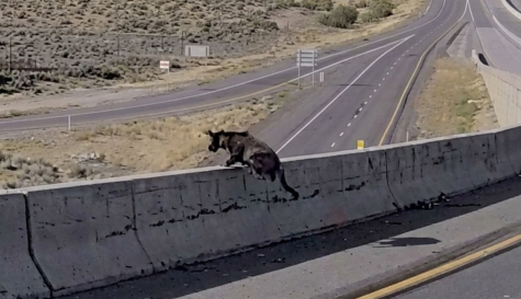 Perro policía Bruno sobrevive a caída de un puente en Utah