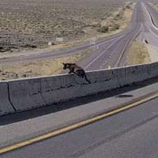 Perro policía Bruno sobrevive a caída de un puente en Utah