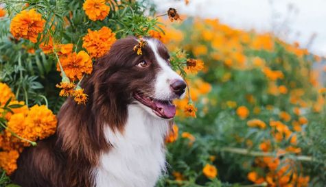 Cómo proteger a tus mascotas durante la ofrenda de Día de Muertos