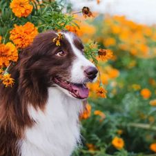 Cómo proteger a tus mascotas durante la ofrenda de Día de Muertos