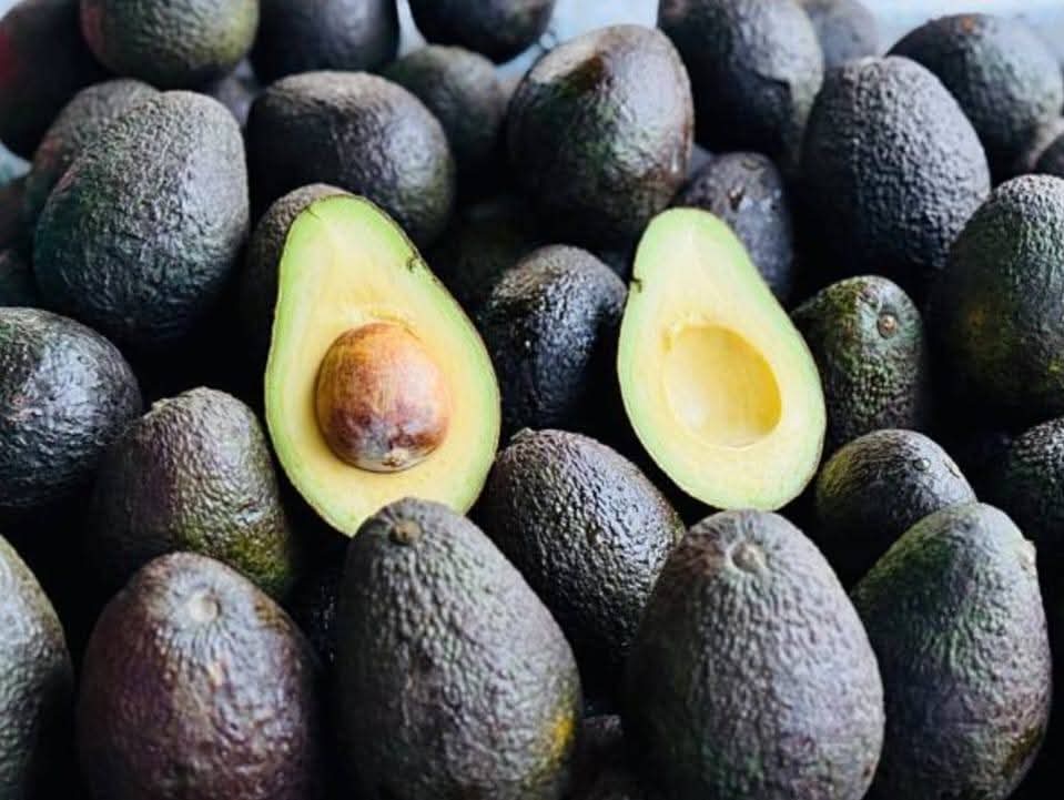 Apoyos a productores de aguacate y nopal en Morelos Apoyos a productores de aguacate y nopal en Morelos