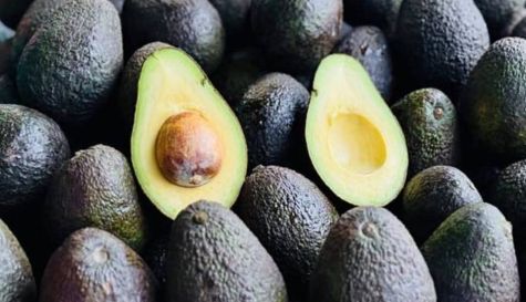 Apoyos a productores de aguacate y nopal en Morelos