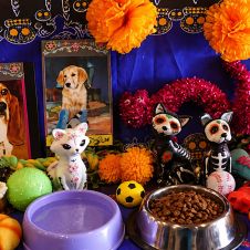 Ofrenda para mascotas 2026: Cuándo se pone y qué debe llevar