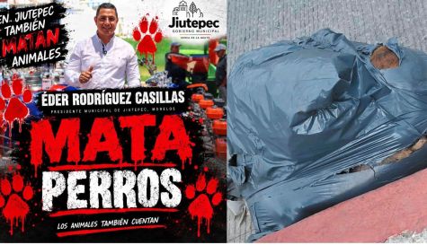 Acusan tortura y muerte de perros en Jiutepec