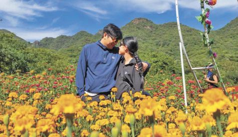 Los campos de cempasúchil en La Tigra atraen turismo a Puente de Ixtla