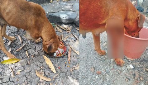 Gusano barrenador en Jiutepec: Omisión municipal alerta a rescatistas