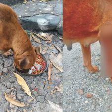 Gusano barrenador en Jiutepec: Omisión municipal alerta a rescatistas