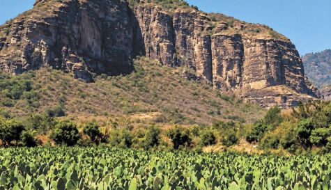 Producción agrícola en Morelos: Líder nacional en 5 cultivos