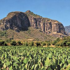 Producción agrícola en Morelos: Líder nacional en 5 cultivos