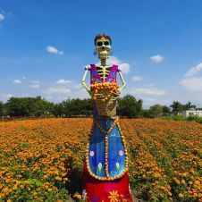Festival Cempatzongo 2026: Último día en campos de cempasúchil en Amayuca