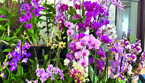 Orquídeas en Cuernavaca: Exposición de Día de Muertos y talleres