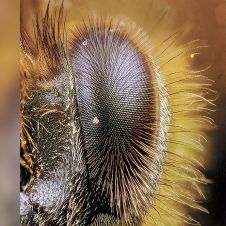 ojoabeja-pelo-270420.jpg