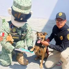 Cadete, el perrito rescatado, se une a la Sedena en homenaje a Proteo
