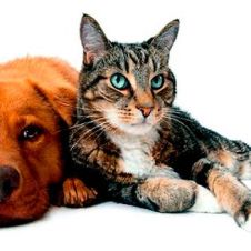 Perros-y-gatos-diestros-zurdos-040520.jpg