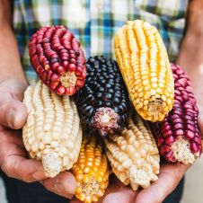 Día nacional del maíz: Mira el top de las mejores preparaciones realizadas con maíz 