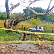 derrumbe-arbol.jpg