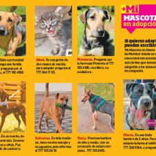 mi-mascota-s.jpg