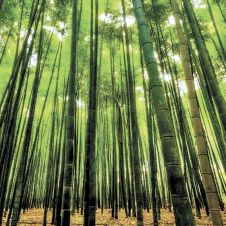 bambu-180520.jpg