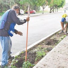 arbolitos-cuautla.jpg
