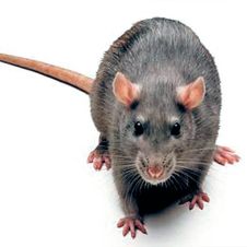 rumania-ratas-220520.jpg