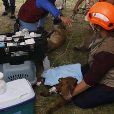 perros rescate socavón puebla.jpg