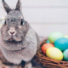 mascotas-conejos-pascua-origen.jpg