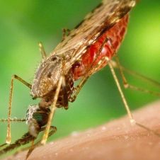 malaria.jpg