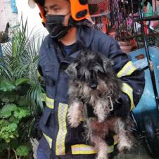 peluditos rescatados cuernavaca.jpg