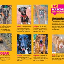 mi-mascota-d.jpg