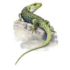 Lagarto-Ocelado-030720.jpg