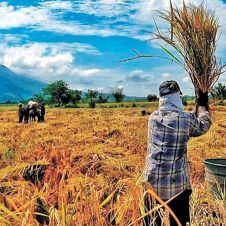Sacude sequía a productores de trigo y maíz en Morelos 