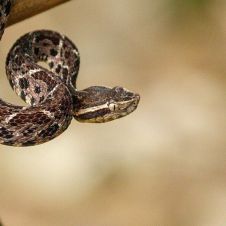 serpiente vs COVID19.jpg