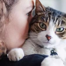 gato covid19.jpg