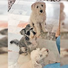 Combate-Pulgas.jpg