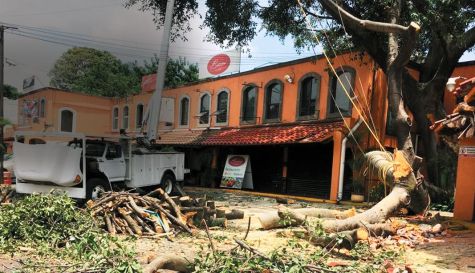 arbol-historico-080717.jpg